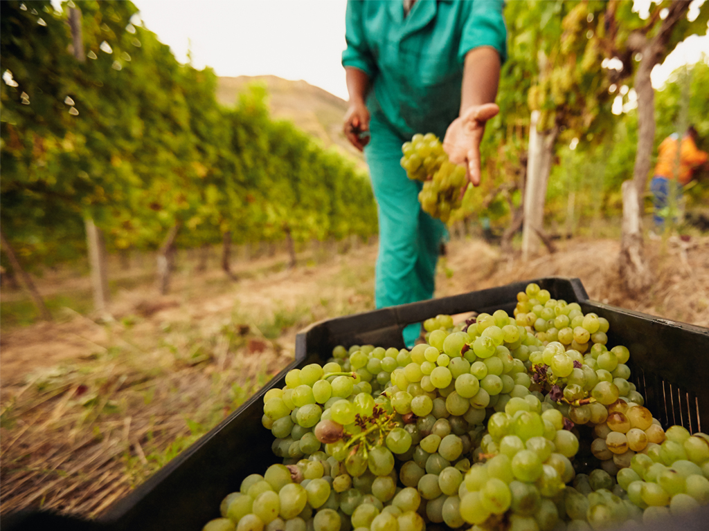 Picking Grapes at Maturity
